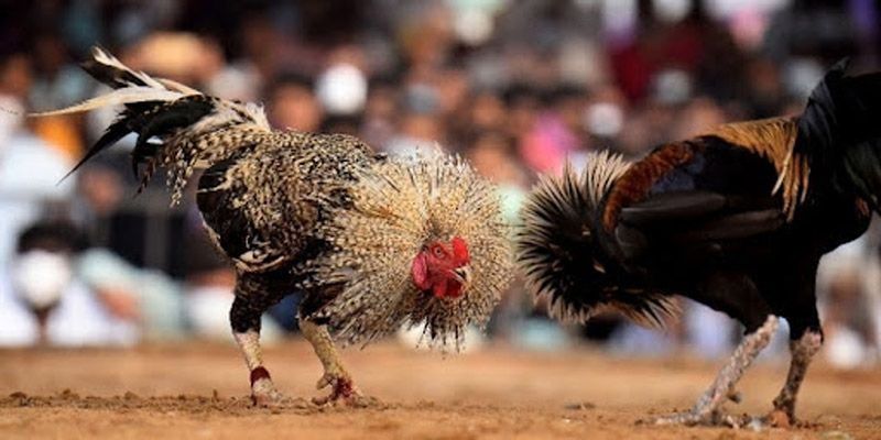 Nhà cái New88 là điểm đến uy tín để xem đá gà